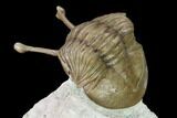 Stalk-Eyed Asaphus Kowalewskii Trilobite - Russia #165462-3